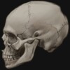 Revised Na'vi Skull Study